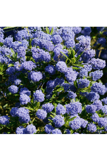 Ceanotus Blue Mound з розкішними квітами.